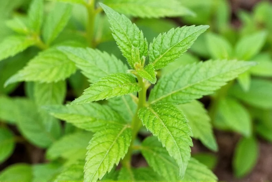 Fresh chervil herb showing delicate lacy leaves and growth pattern