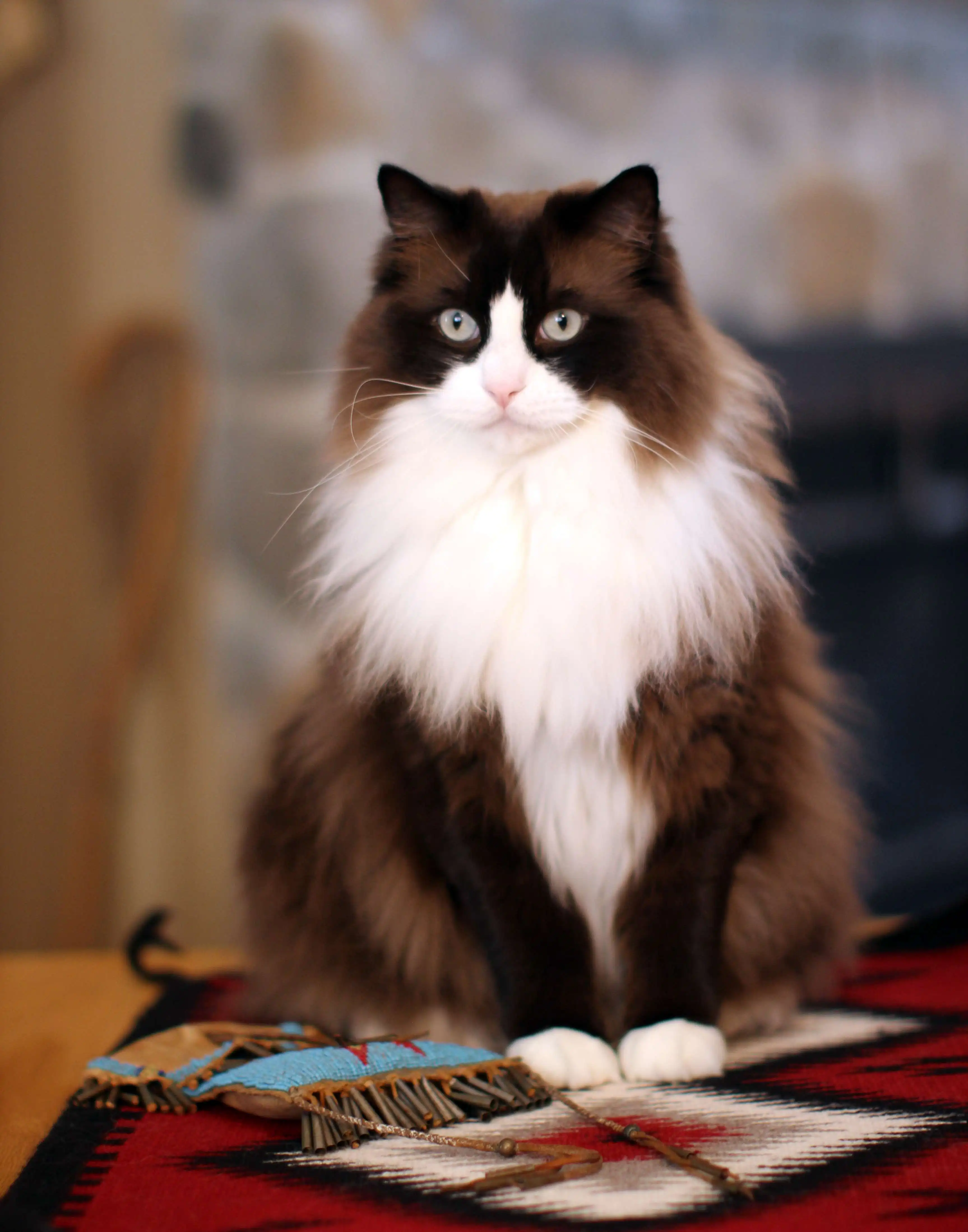 理想姿势 成年猫的干粮500g Buy 理想姿势 干猫粮 猫粮制造厂product On Alibaba Com