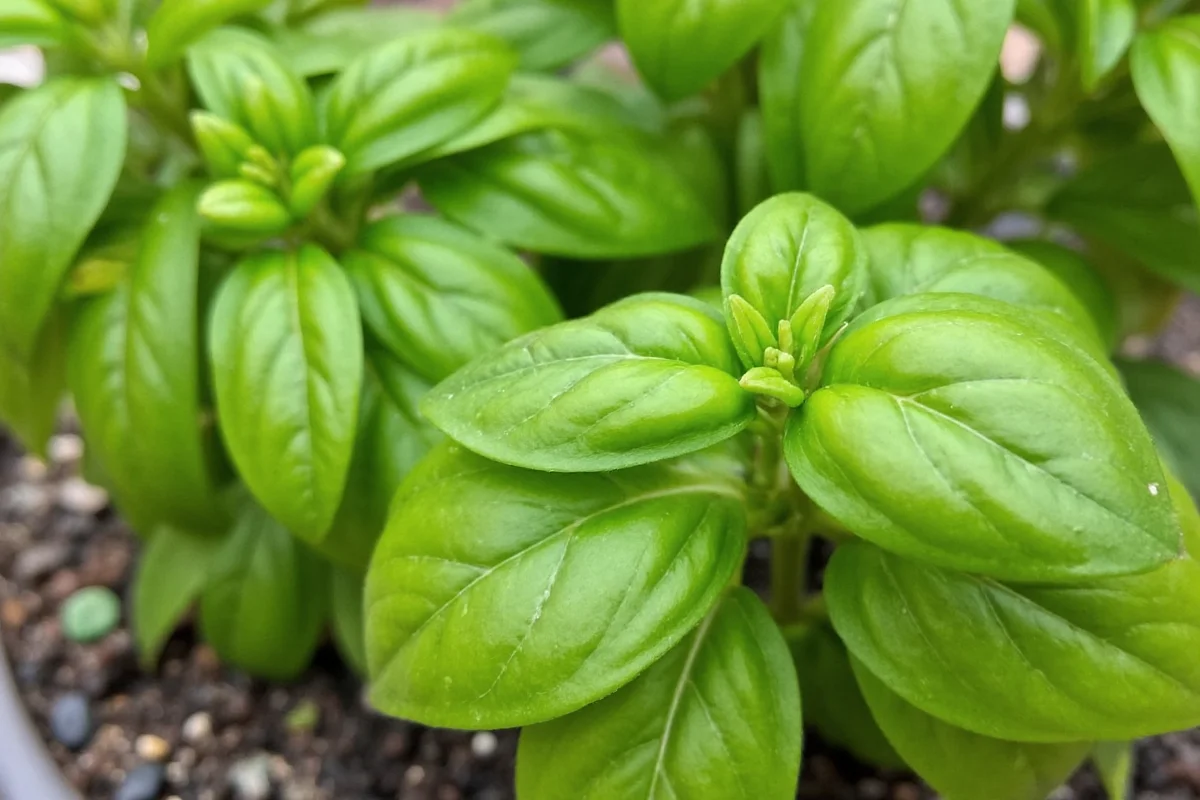how to plant basil seeds indoors