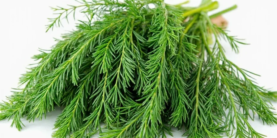 What Does Fresh Dill Look Like? A Visual & Practical Guide for Herb Lovers!