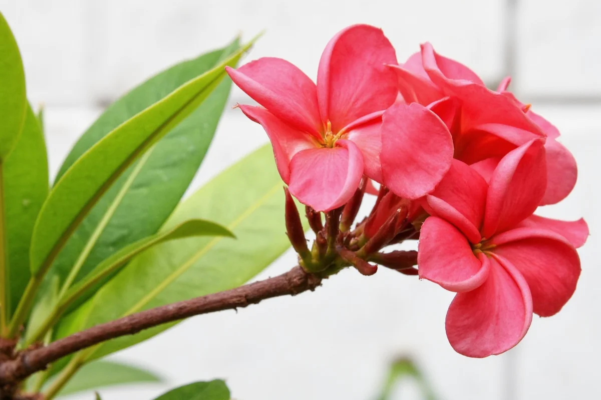 how to care for plumeria plant