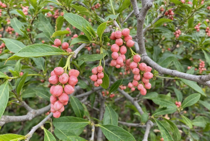 Peruvian pepper tree showing feathery leaves, gray bark, and clusters of pink peppercorns in a Mediterranean climate setting