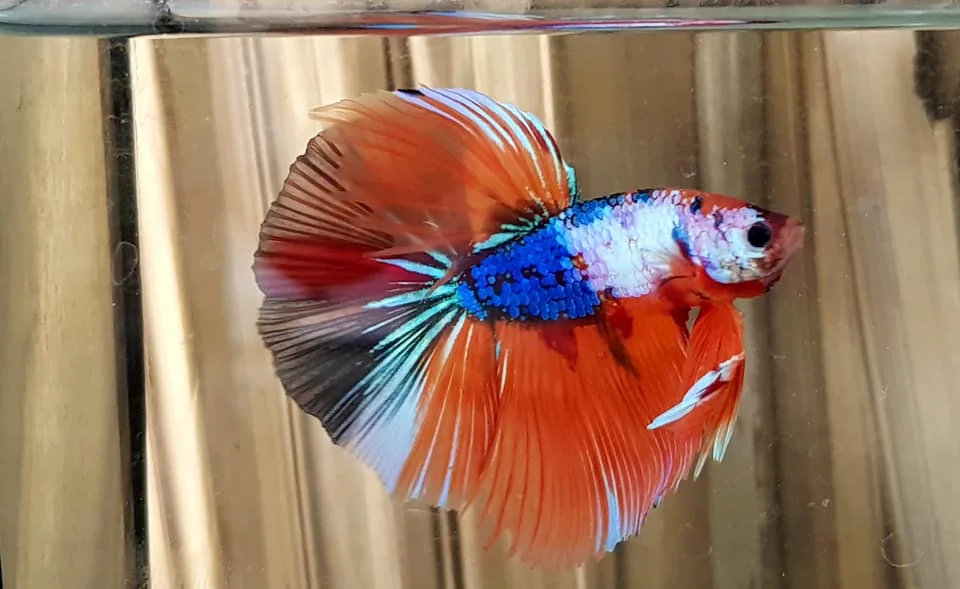 
HALFMOONS - Thailand Betta Fish Live Multicolor Koi Galaxy Rose Plakats Male Siamese Fighting Ornamental Fish Pet Aquariums Tank 