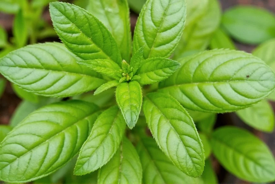 Mexican Basil Bundle