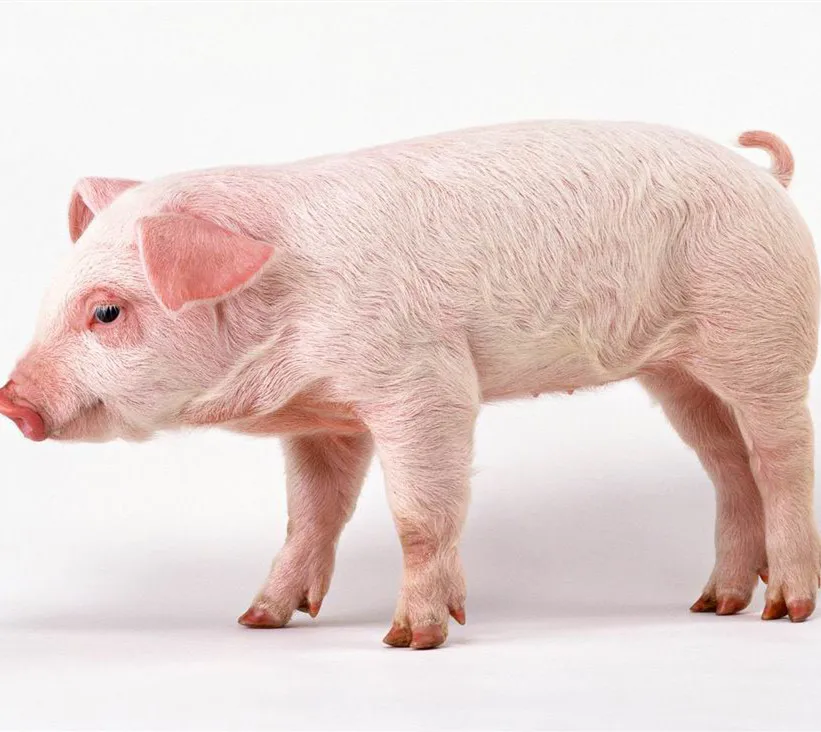 
Feed additive acid cellulase enzymes for animal 