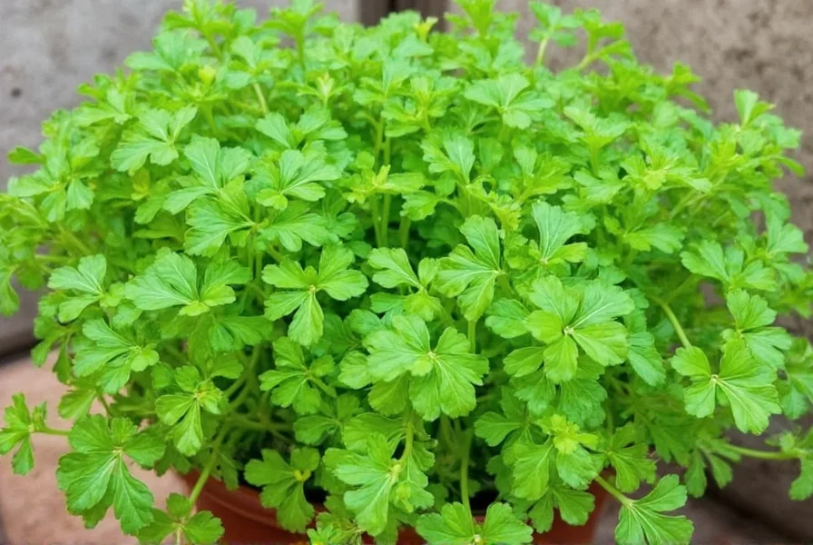 How to Grow Coriander Plant: Complete Growing Guide