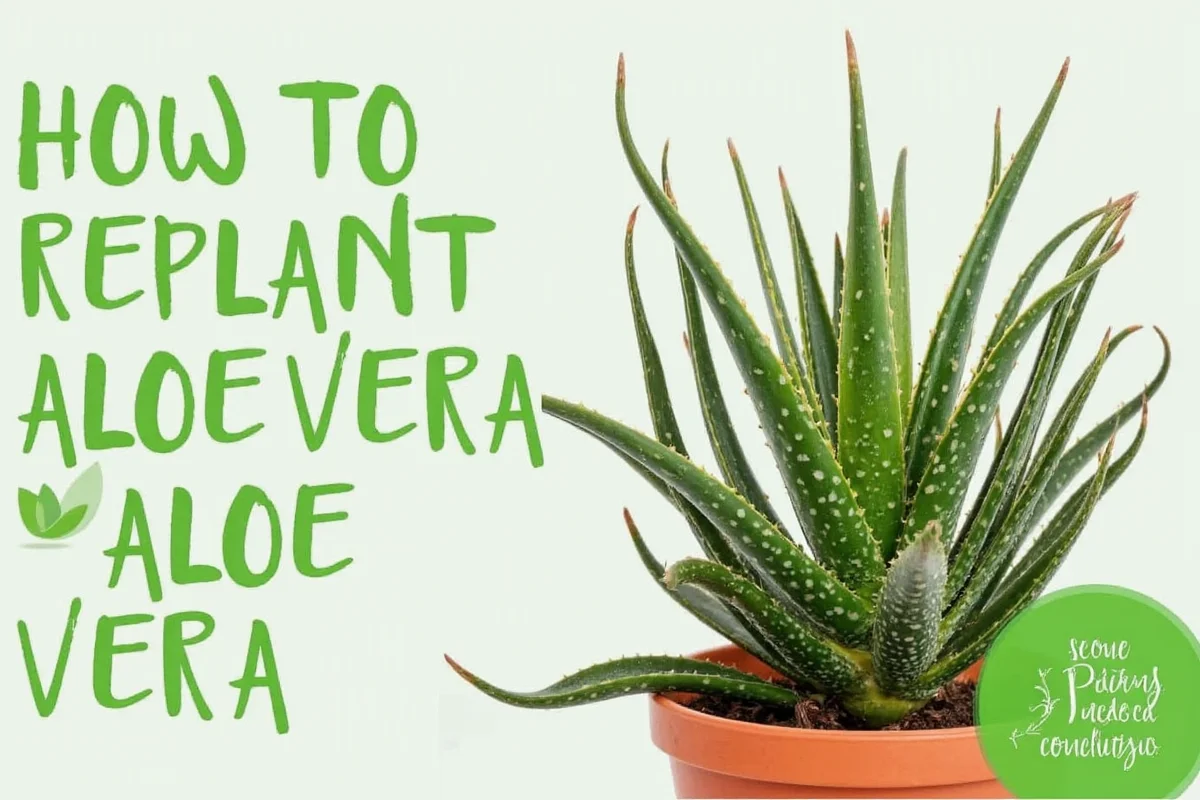 how to replant aloe vera plant