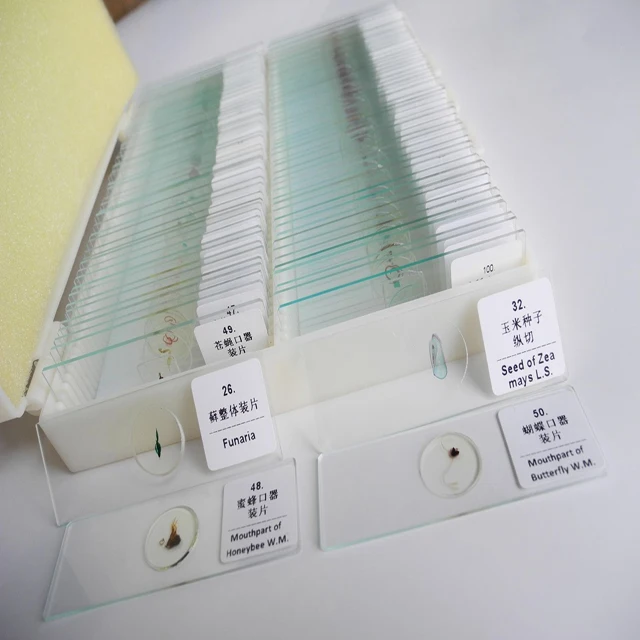 Shockproof Gift Fixed Medical Research 100pcs Microbiology Prepared Slides