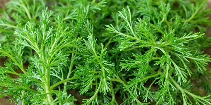 Fresh dill weed on a wooden cutting board