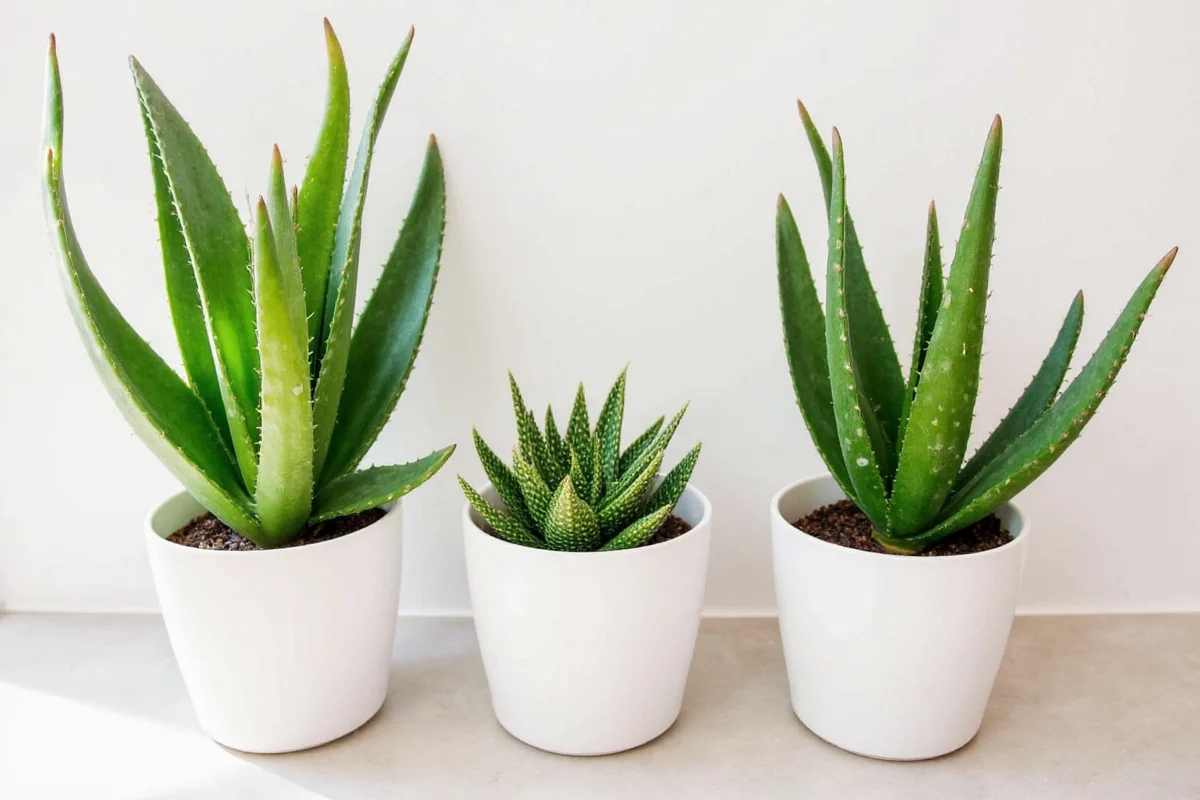 how large do aloe vera plants grow