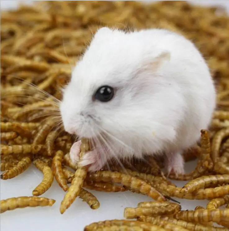 
CatWell dried mealworms for small pert hamster food 