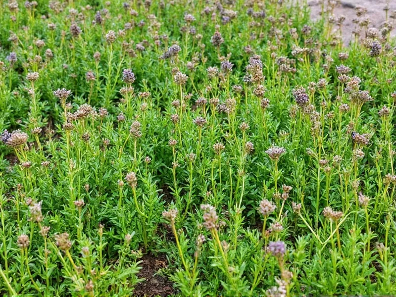 Thyme Yard: Benefits, Varieties & Maintenance Guide