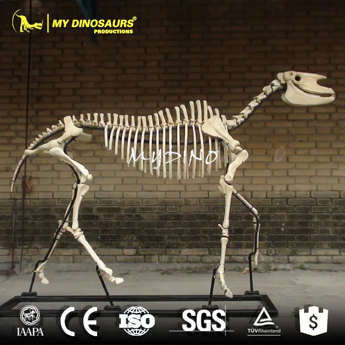Meine-Dino AD21 Heißer Verkauf Leben Größe Pferd Skelett Modell
