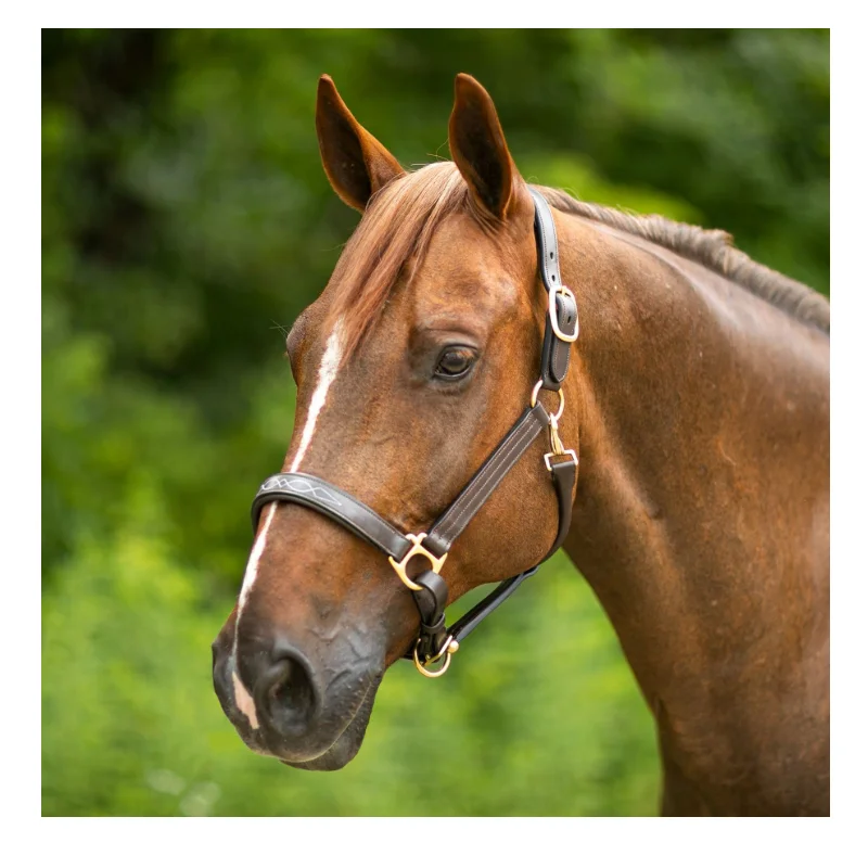 

Wholesale Best Quality Adjustable Custom Leather Horse Halter Equestrian Horse Riding Headcollar, Brown black coffee or custom