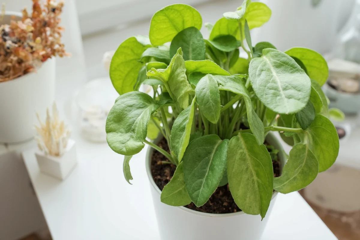 how to care for chinese money plant