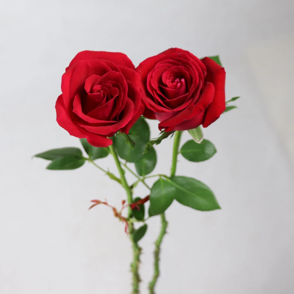 Highlevel Wholesale High Quality Fresh Cut Rose Flower Ecuador Carola Rose From Rolane/china