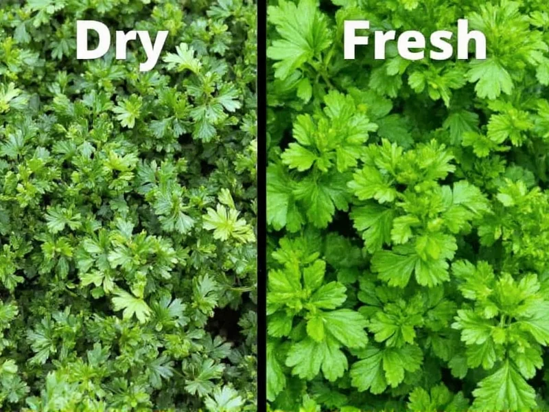 Dry vs Fresh Parsley: Key Differences & When to Use Each