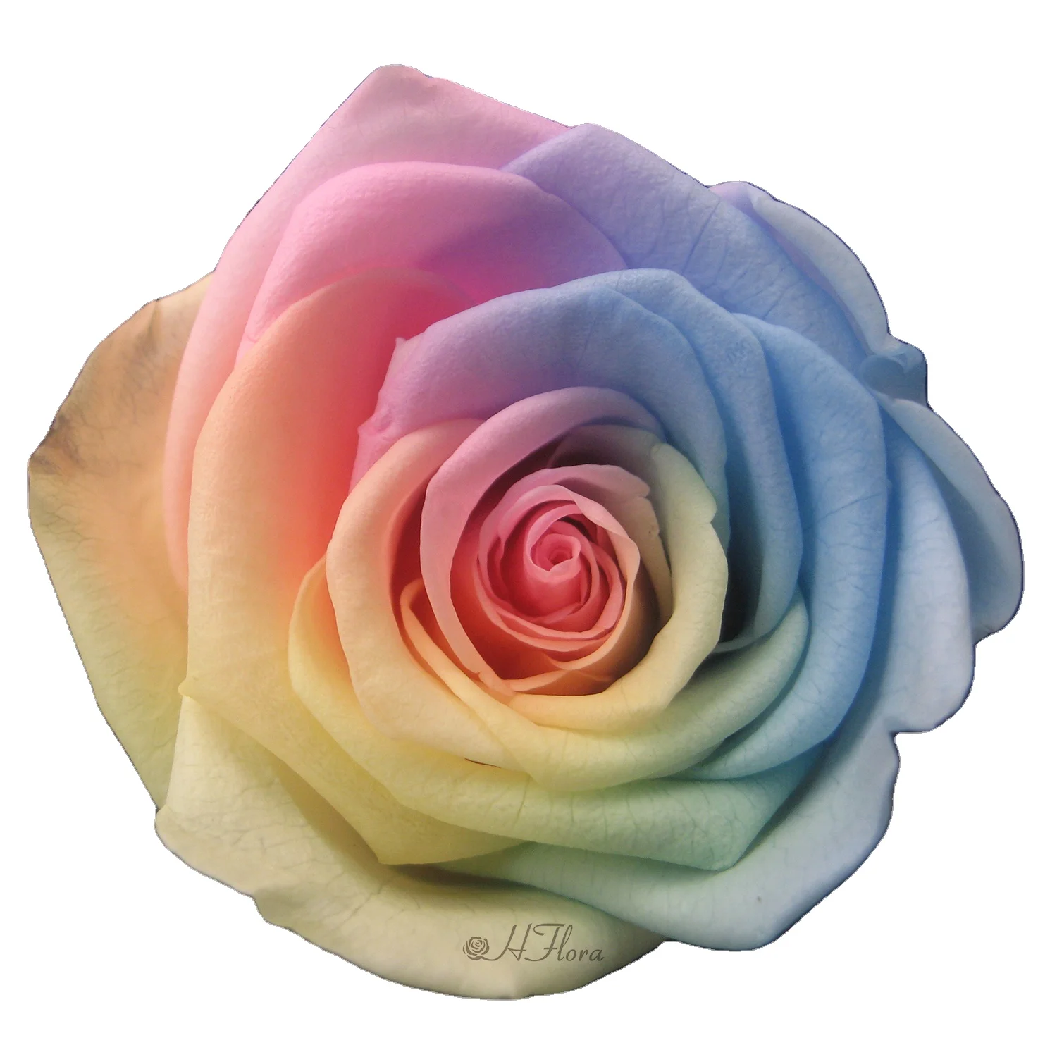 

HFloral wholesale rainbow Preserved Rose 5~6cm 6pcs/box natural real forever rose for wedding deco Preserved Rose Head with box