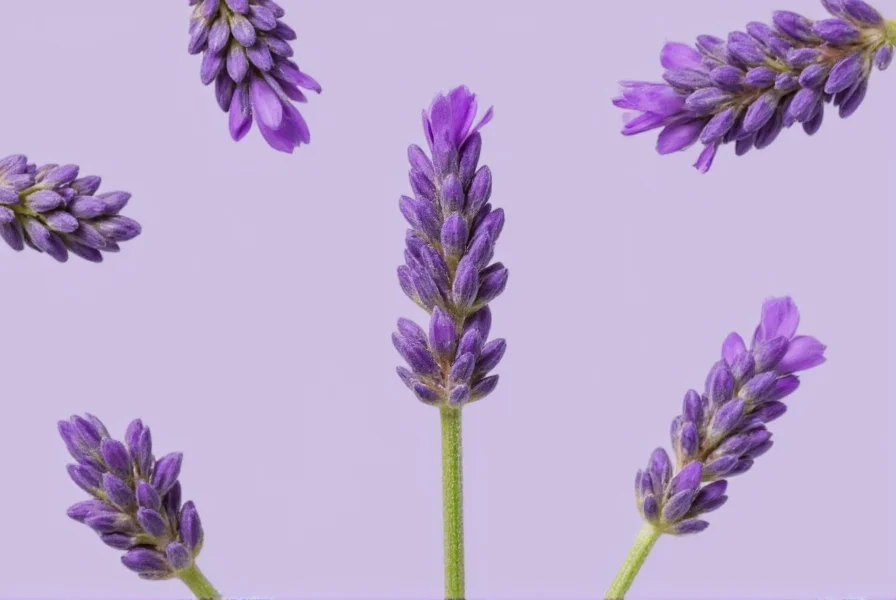 Lavender Buds