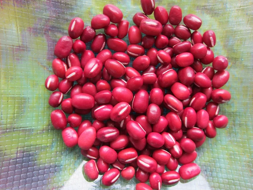 
US Grown Brown Beans Fresh Pinto Beans Robinson Fresh MOQ 50 LBS Quick Delivery in US 