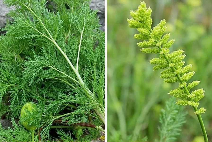Dill plant showing both the feathery leaves (dill weed) and seed heads