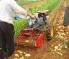 traditional harvesting machine of potato garlic taro ginger carrot matched to tractors 8-100hp