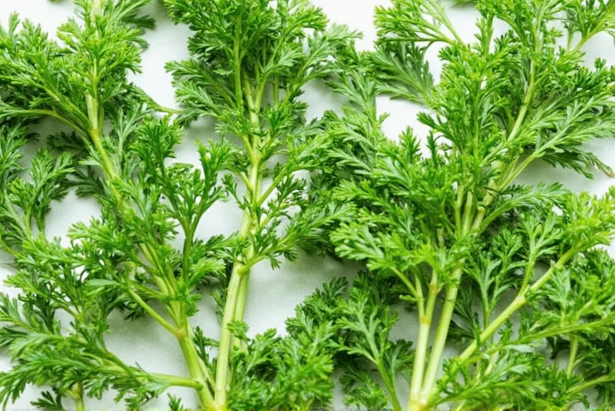 Dill plant