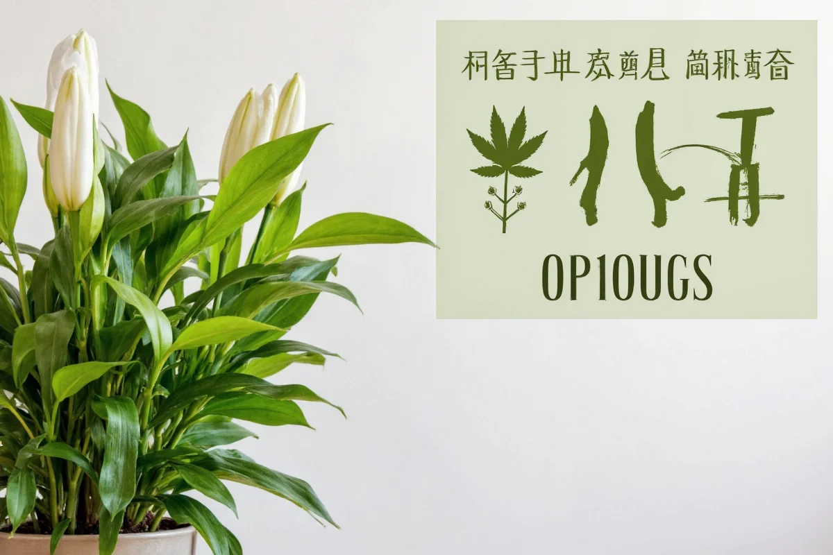 are peace lily plants toxic to dogs