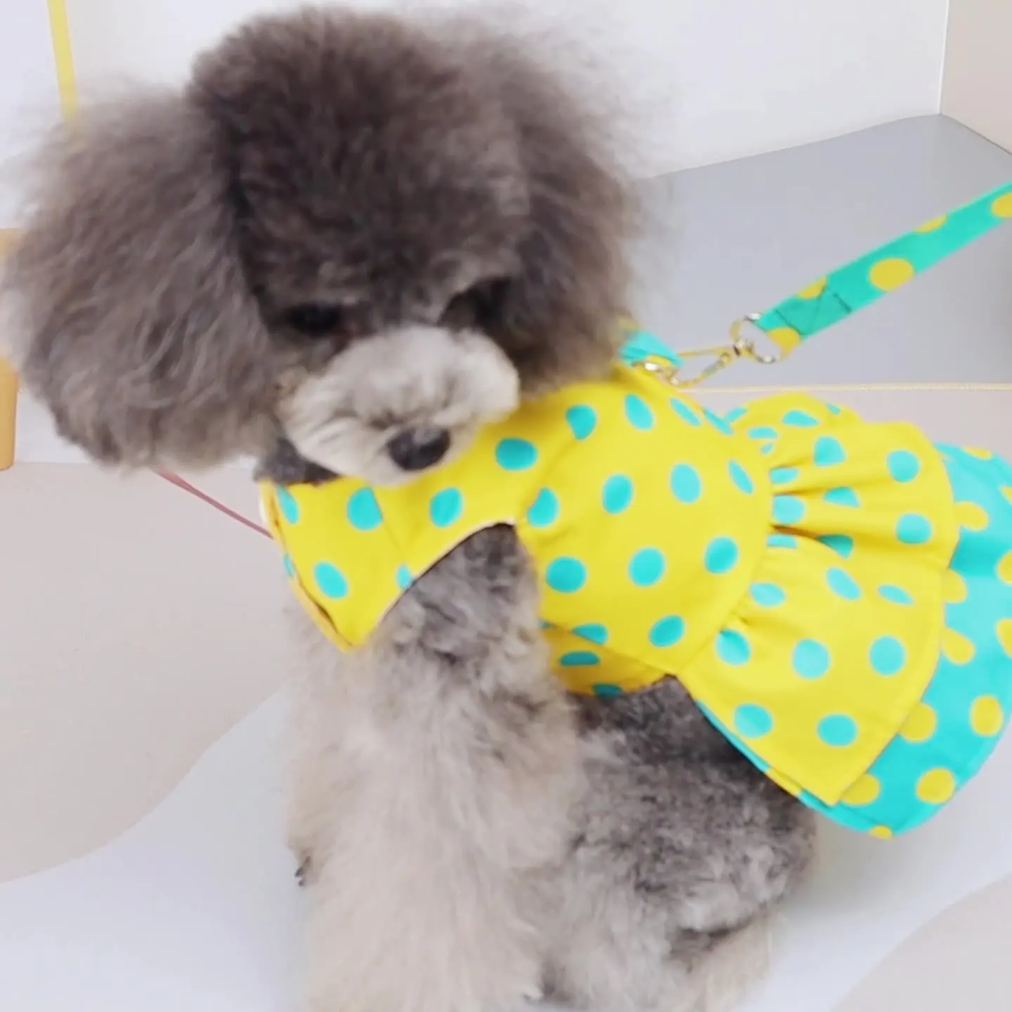 

Factory Wholesale Dog Clothes Dog Harness Dot Dress Pet Bow Tie Traction Rope Skirt Cat Dress Pet Clothes