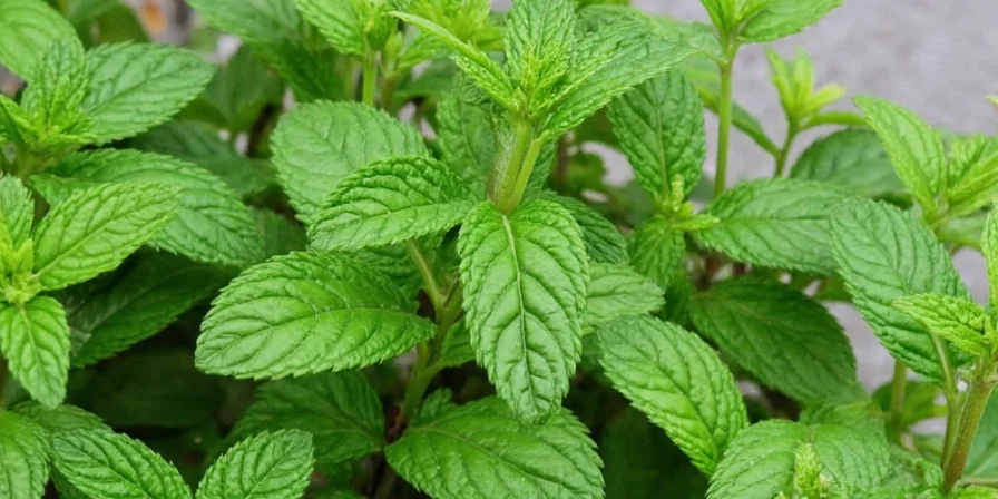 Homemade mint-infused chili oil in a glass bottle