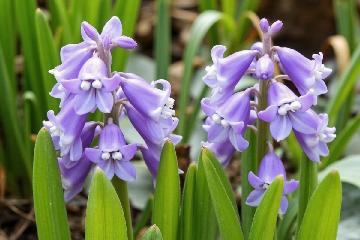 how to care for hyacinth plant