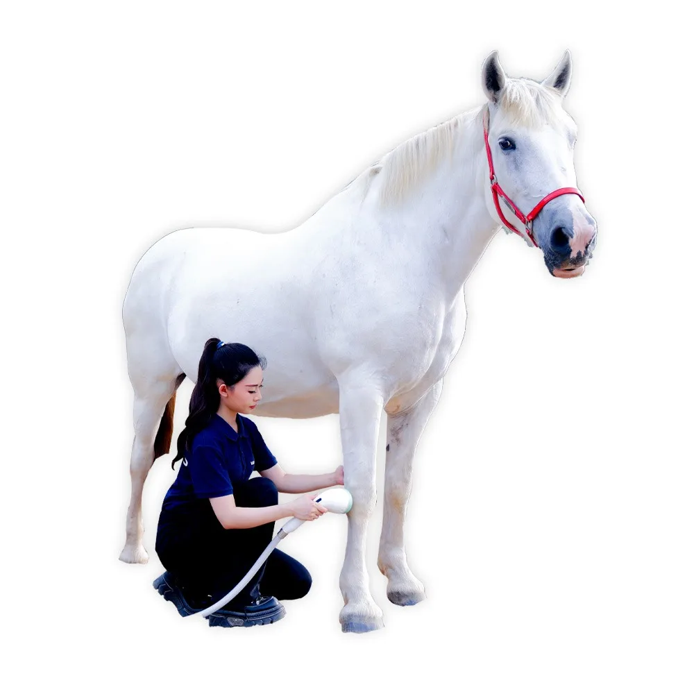 EMFOCUS Focused shockwave therapy for equine Ankle Pain Relief
