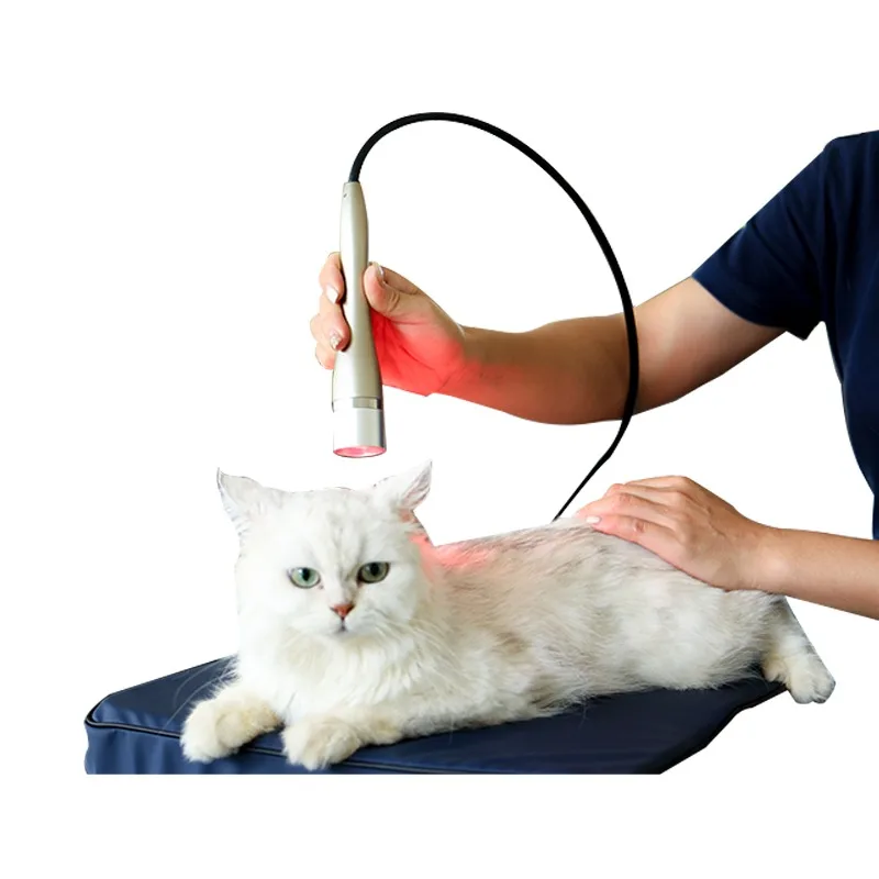 High Power laser Therapy for Cat