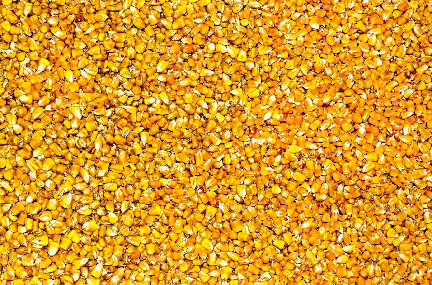 
NON GMO Dried Yellow Corn 