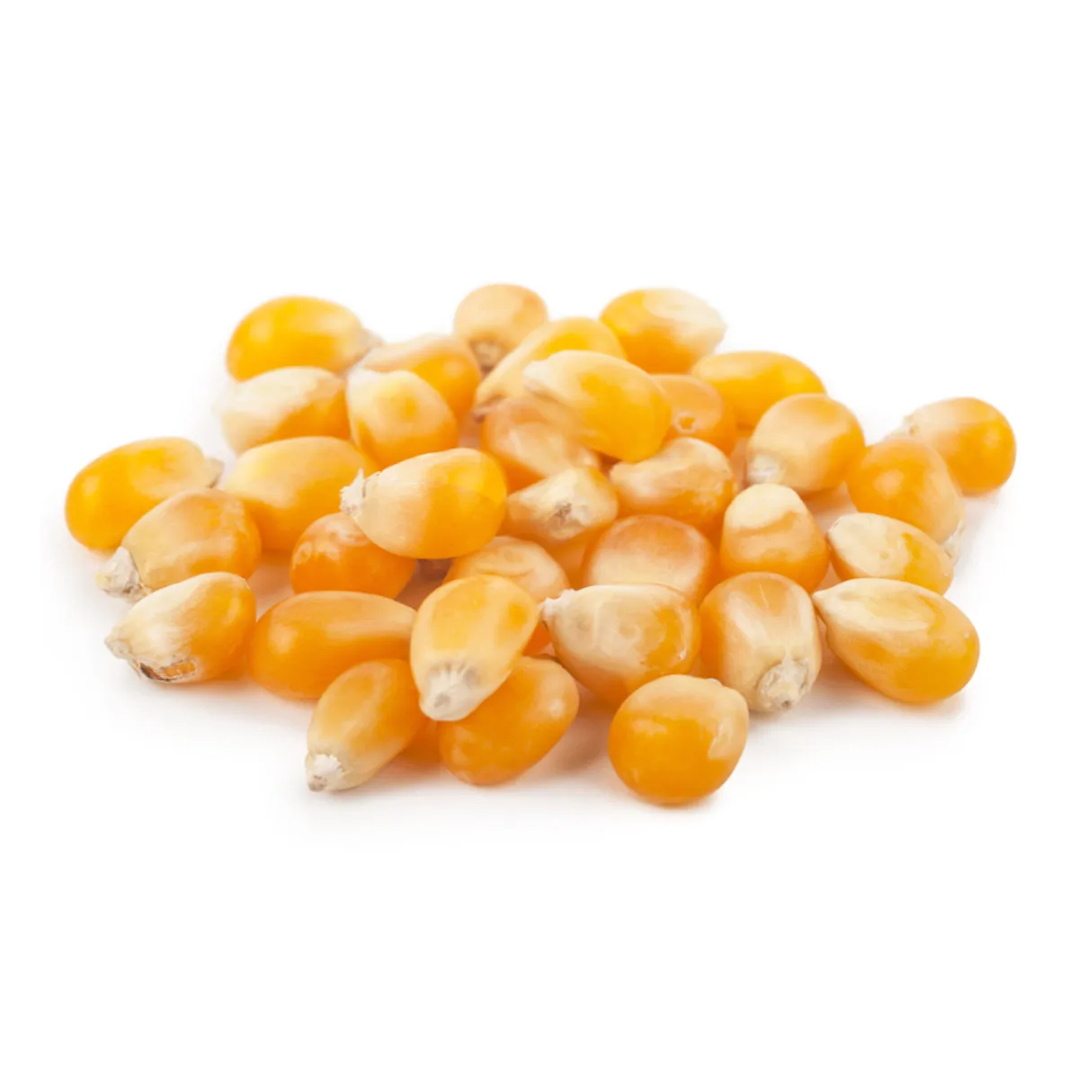 
Russian organic corn grain, agriculture product 