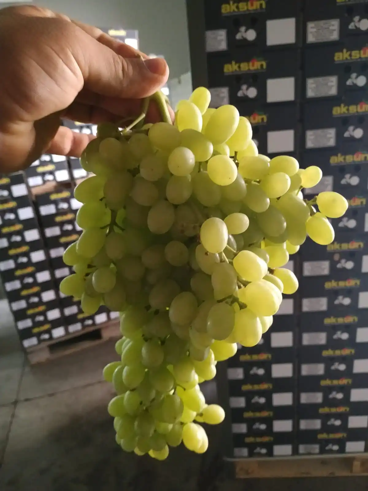 Fresh Green Grapes Buy Green Grapes Fresh Grapes Fresh Grapes From