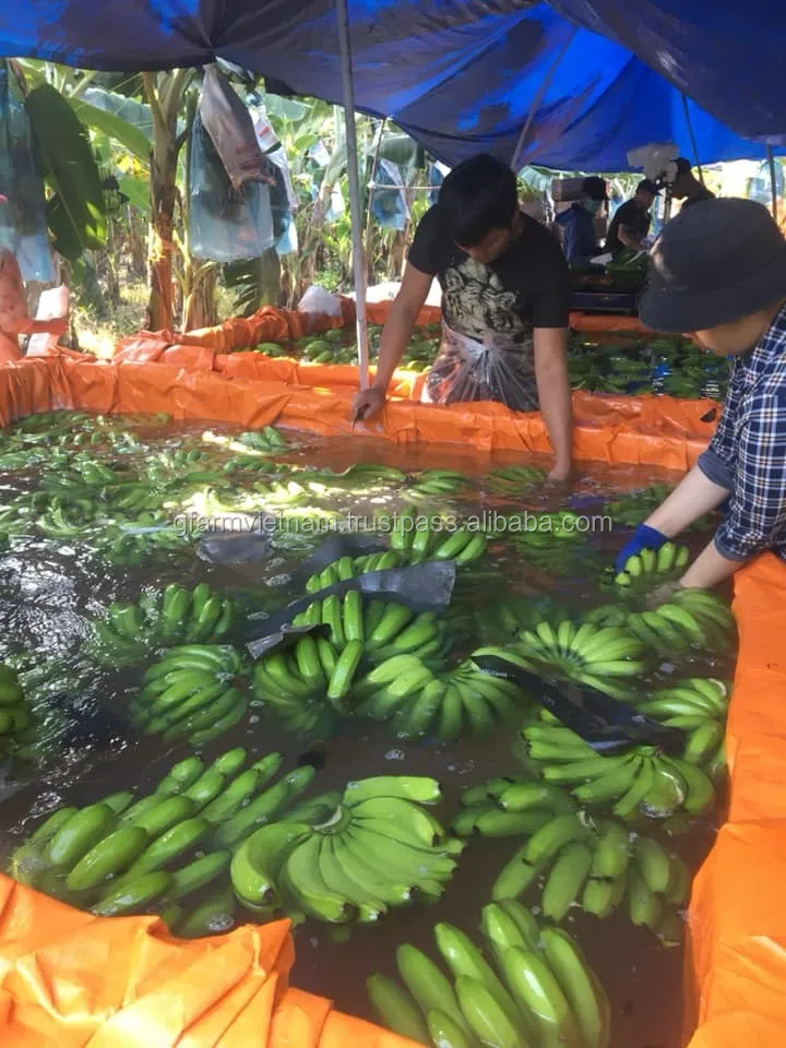 
HOT 2020 for sale fresh banana carton box with best prices 