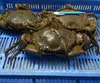 Fresh Frozen and Live Mud Crabs ,Blue Crab and Blue Crabs for sale
