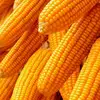 Quality 50 Weight (kg) Yellow Corn/Maize For Animal Feed Grade