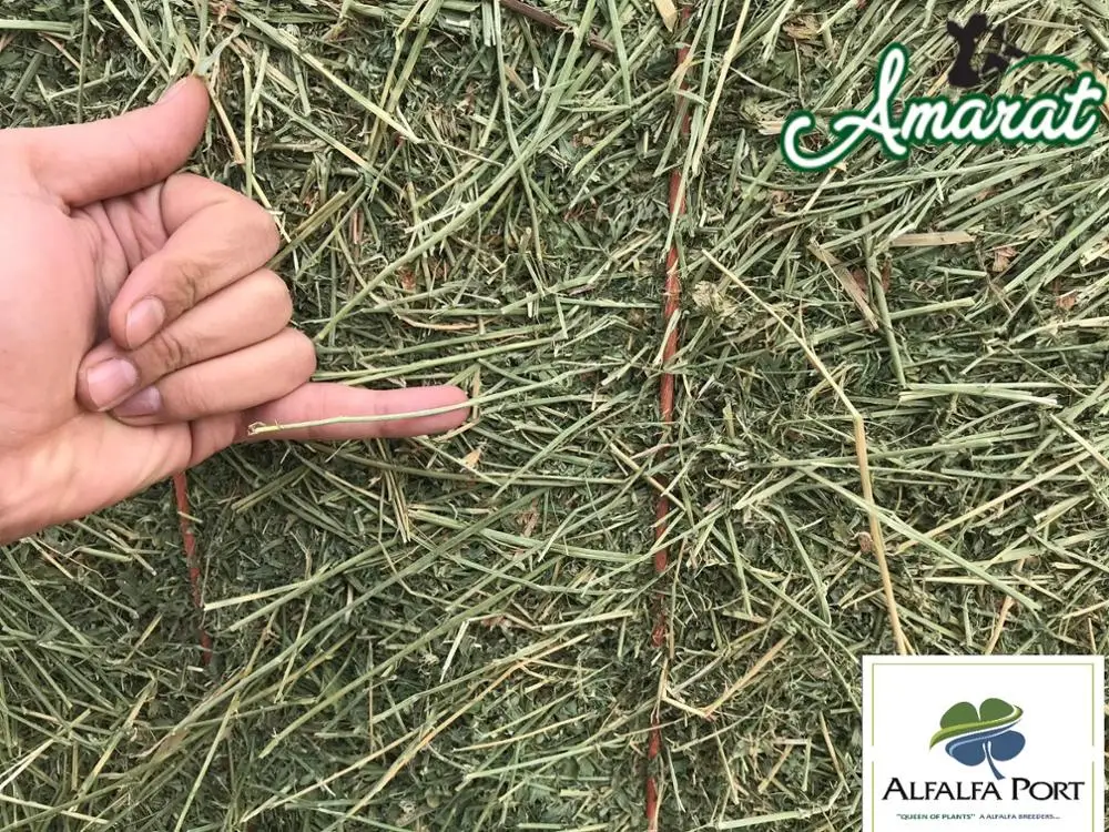 
Turkish Alfalfa, Turkish Lucerne, Turkish Clover 