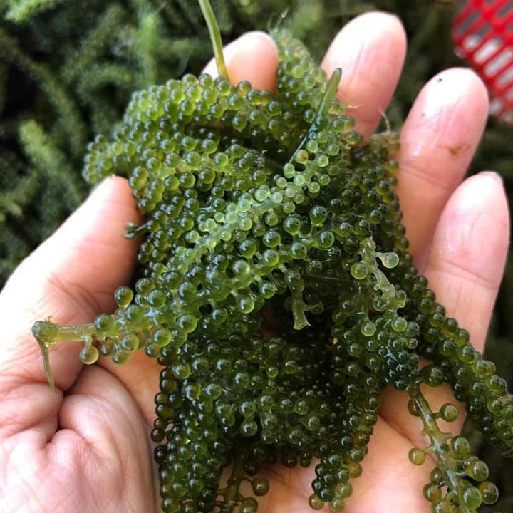 
100% NATURAL SEA GRAPE from VietNam//WHATSAPP  84 845 639 639 