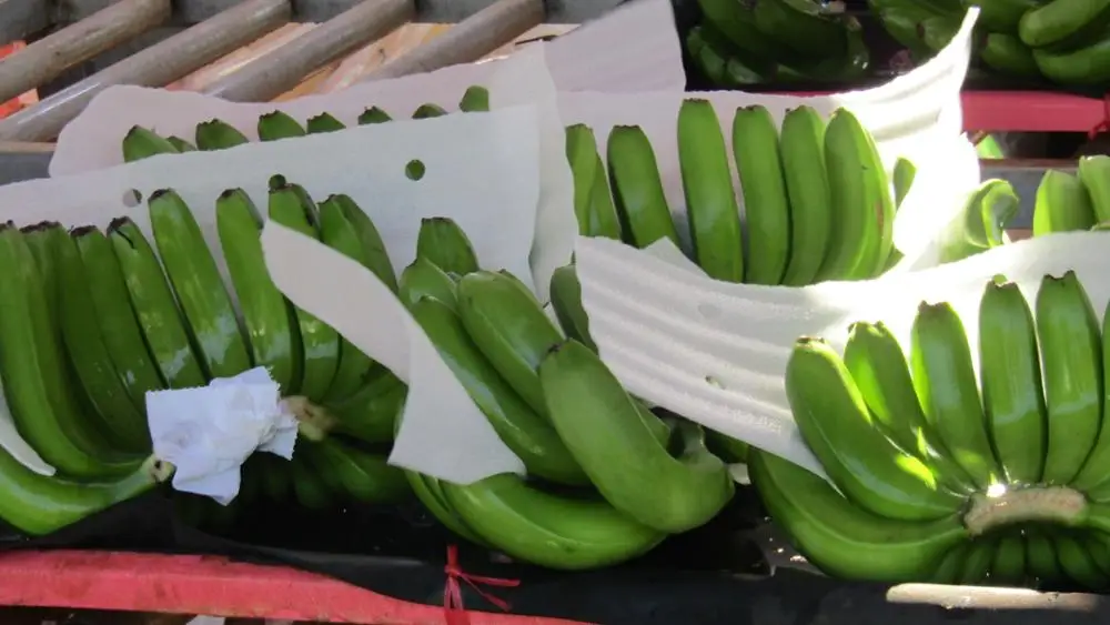 
Green cavendish bananas from Viet Nam (Bien Ho) 