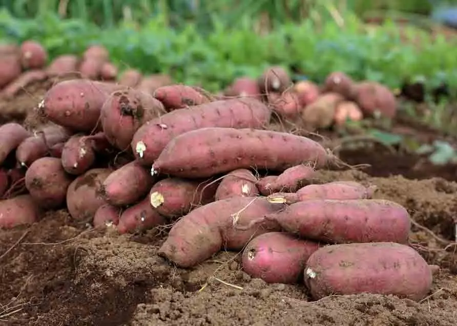 Fresh Sweet Potato in Viet Nam with high quality