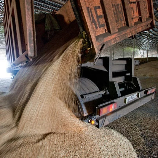 
Russian wheat grain NON GMO Class 2 and 3 