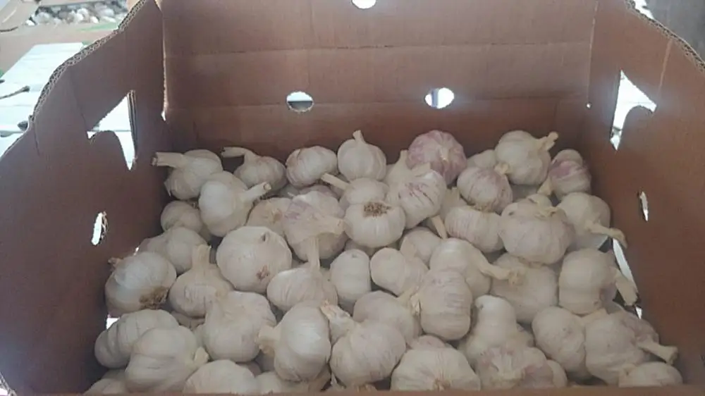 
Fresh natural white garlic/ 2020 Harvest/ Top quality garlic/ 