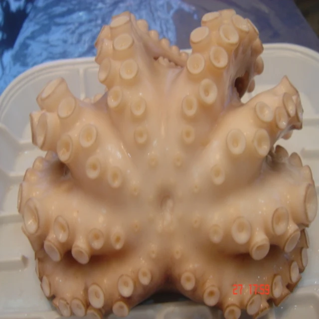 
Frozen Baby Octopus/Baby Octopus in Viet Nam- best price 