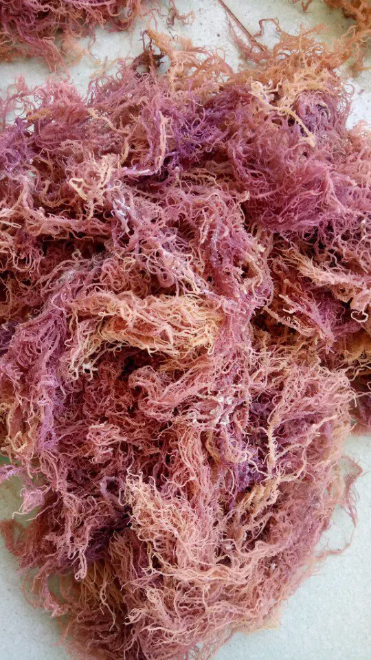 Wholesale Dried Cottonii Sea Moss / Dried Eucheuma Spinosum Seaweed ...