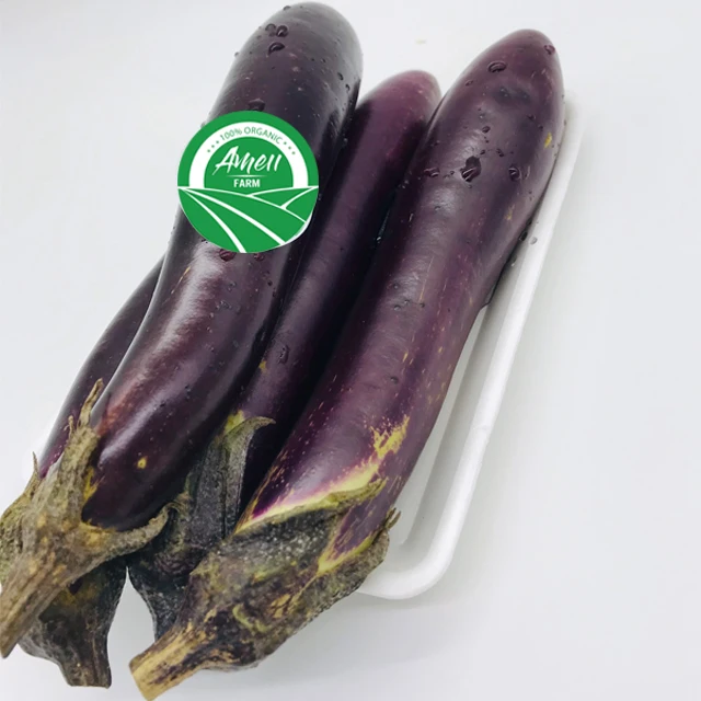 
FRESH ORGANIC EGGPLANT VIET NAM 