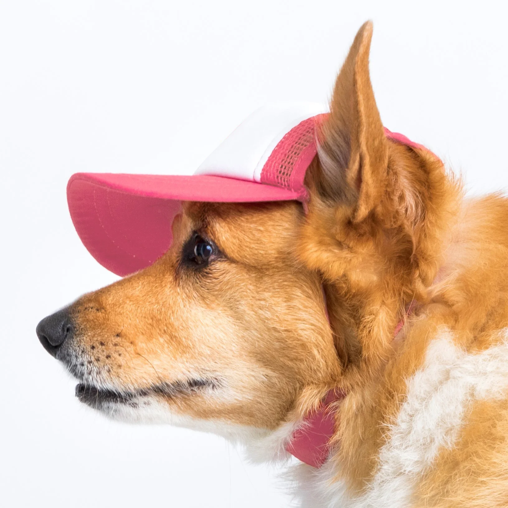 Trucker Hats For Pet Dogs Unique Stylish Patented Design (medium)(pink