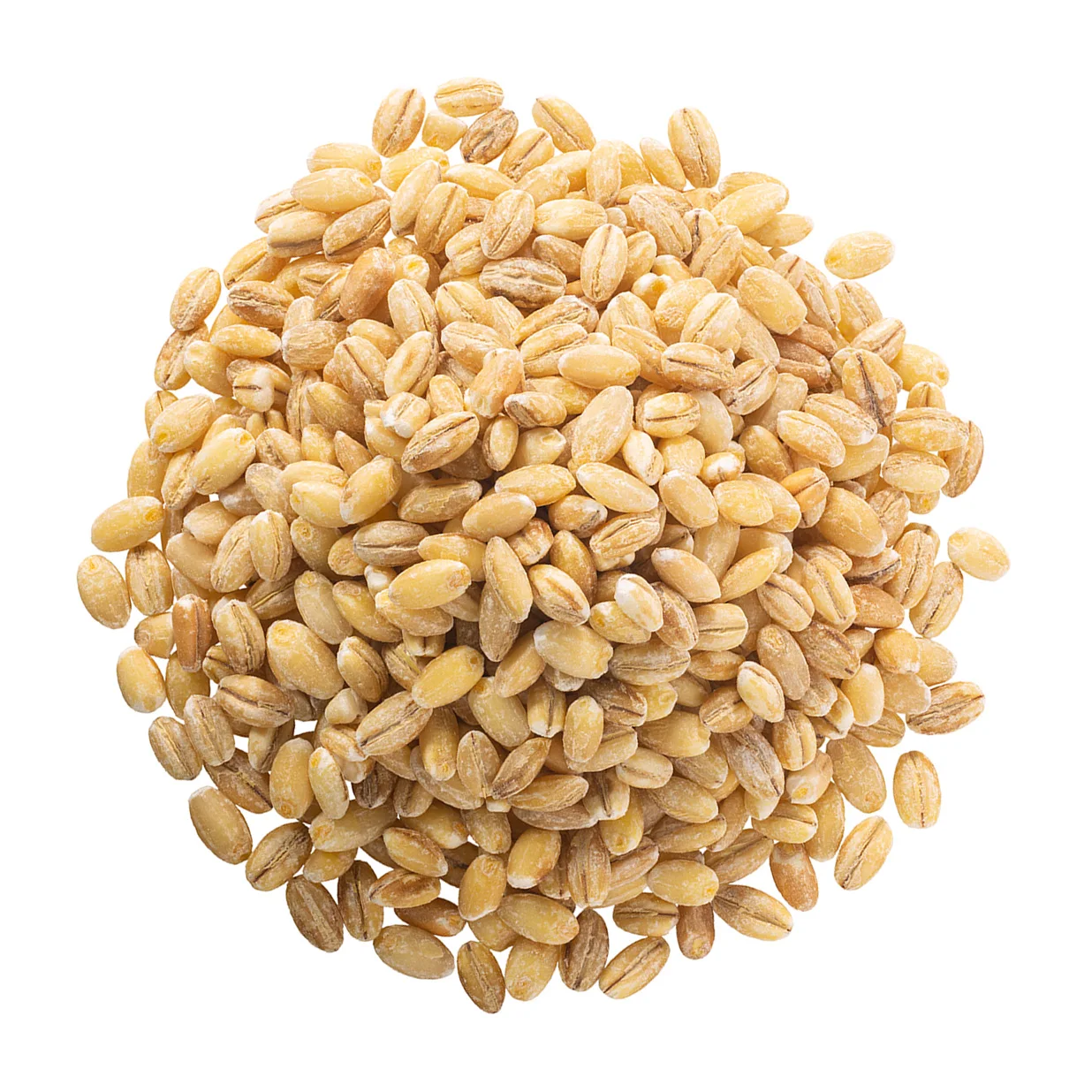 
Russian wholesale barley, agriculture product 